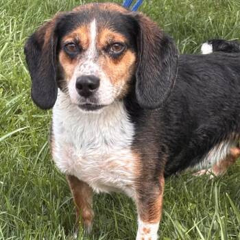 Rescue Diamond -  Beagle Dog for Adoption in Batavia, New York - Rescue Diamond | PetCurious