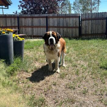 Paws -  Saint Bernard Dog for Adoption in Cheyenne, Wyoming - Paws | PetCurious