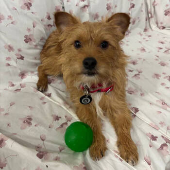 Rescue Cairn Terrier Dogs for Adoption in New York, New York - Fox | PetCurious