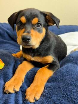 Rose -  Rottweiler and Labrador Retriever Dog for Adoption in Rockwall, Texas - Rose | PetCurious