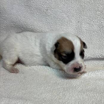 Terrier Dogs Available for Adoption - Roux Mardi C214 | PetCurious