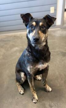 NUTELLA -  Labrador Retriever and Mixed Breed Dog for Adoption in Brunswick, Georgia - NUTELLA | PetCurious