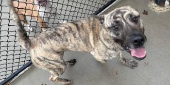 Mastiff and Mixed Breed Dogs Available for Adoption - RYLOH | PetCurious