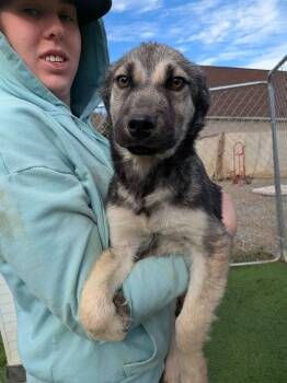 Poodle and Husky Dogs Available for Adoption - Turtle | PetCurious