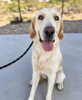 Dylan -  Yellow Labrador Retriever Dog for Adoption in Copiague, New York - Dylan | PetCurious