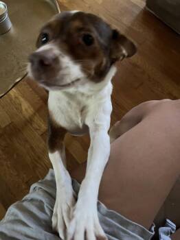 Jack Russell Terrier Dogs Available for Adoption in Pittsburgh, Pennsylvania - Rosie | PetCurious