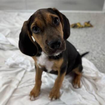 Bunsen -  Beagle Dog for Adoption in Freeport, Florida - Bunsen | PetCurious