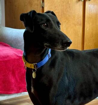 Greyhound Dogs Available for Adoption in Hopkinton, Massachusetts - Goya | PetCurious