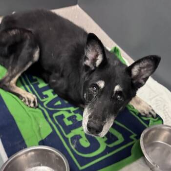 Shepherd and Mixed Breed Dogs Available for Adoption in Palm Springs, California - River | PetCurious