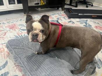 Jeannie in MO -  Boston Terrier Dog Available for Adoption - Jeannie In MO | PetCurious
