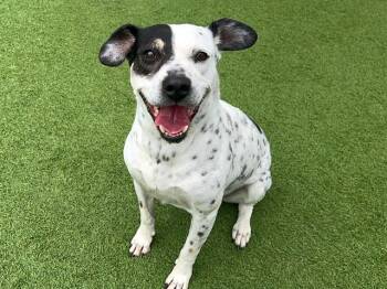 ANDREA -  Australian Cattle Dog Blue Heeler and Mixed Breed Dog for Adoption in Tustin, California - ANDREA | PetCurious