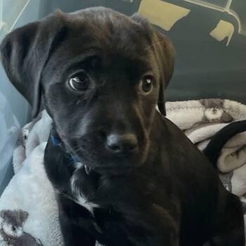 Black Labrador Retriever Dogs Available for Adoption in Richmond, Virginia - Nantucket | PetCurious