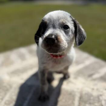 Goose -  Hound and Mixed Breed Dog for Adoption in Baton Rouge, Louisiana - Goose | PetCurious