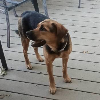 Winnie -  Mixed Breed Dog for Adoption in Pittsburg, Kansas - Winnie | PetCurious