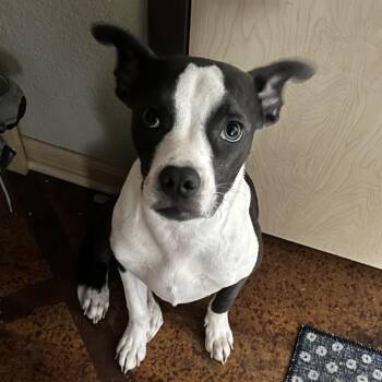 Whippet and Terrier Dogs Available for Adoption in Minnetonka, Minnesota - Maddi D67403 | PetCurious