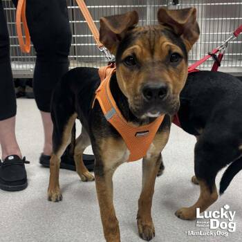Shepherd and German Shepherd Dog Dogs Available for Adoption - Sonny | PetCurious