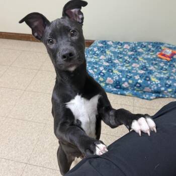 Diesel -  Boxer and Labrador Retriever Dog for Adoption in Douglas, Massachusetts - Diesel | PetCurious