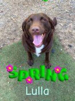 Lulla (164355) (In A Foster Home) -  Labrador Retriever Dog for Adoption in Baton Rouge, Louisiana - Lulla (164355) (In A Foster Home) | PetCurious