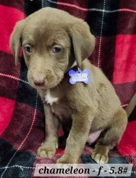 Australian Shepherd Dogs Available for Adoption - Chameleon | PetCurious