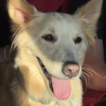 Galaxy -  Shepherd and Golden Retriever Dog for Adoption in San Diego, California - Galaxy | PetCurious
