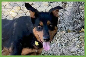 Arlo -  Doberman Pinscher and Shepherd Dog for Adoption in Amherst, Massachusetts - Arlo | PetCurious