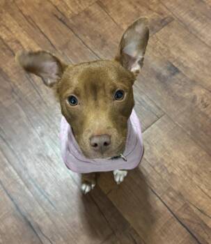 Rescue Staffordshire Bull Terrier Dogs for Adoption in Southern Pines, North Carolina - Kiwi | PetCurious