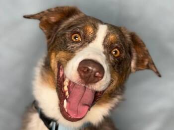 Rooster -  Border Collie and Mixed Breed Dog for Adoption in Portland, Oregon - Rooster | PetCurious