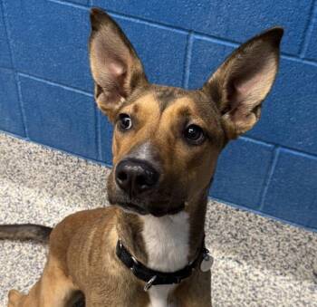 Mona -  Whippet Dog for Adoption in Golden, Colorado - Mona | PetCurious