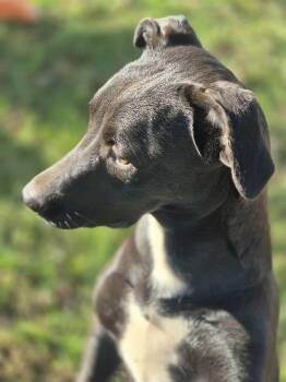 Rescue Pit Bull Terrier Dogs for Adoption in Dover, Arkansas - Gumdrop | PetCurious