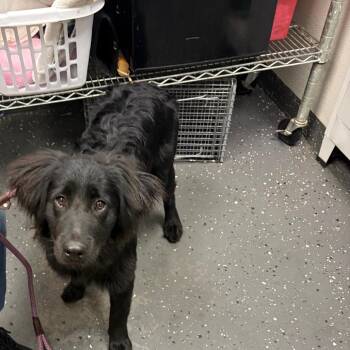 Mixed Breed Dogs Available for Adoption in Columbiana, Alabama - Rooster | PetCurious
