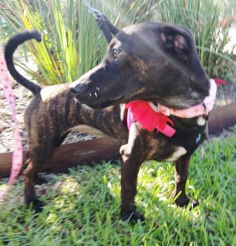 Lily 3 -  Dachshund Dog for Adoption in Savannah, Georgia - Lily 3 | PetCurious