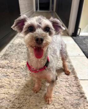 CHIQI -  Yorkshire Terrier Dog for Adoption in New York, New York - CHIQI | PetCurious