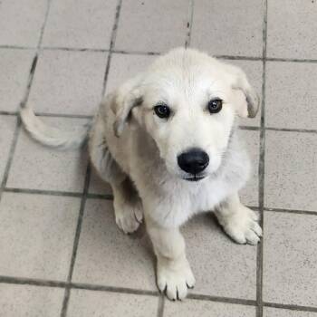 Ginny -  Great Pyrenees Dog for Adoption in Erie, Pennsylvania - Ginny | PetCurious