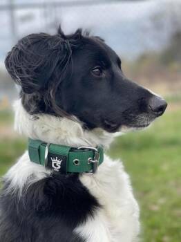 Rocky -  Mixed Breed Dog Available for Adoption in Ashland, Wisconsin - Rocky | PetCurious