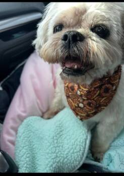 Shih Tzu - Alan -  Shih Tzu Dog Available for Adoption in Omaha, Nebraska - Shih Tzu - Alan | PetCurious