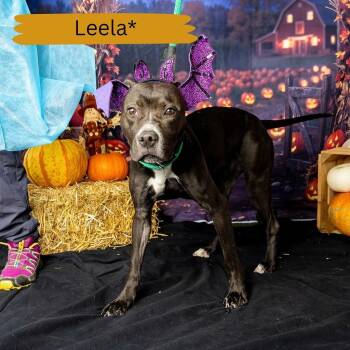 Leela -  Pit Bull Terrier and American Staffordshire Terrier Dog for Adoption - Leela | PetCurious