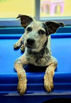 Pepper -  Australian Cattle Dog Blue Heeler and Hound Dog for Adoption in Dyer, Indiana - Pepper | PetCurious