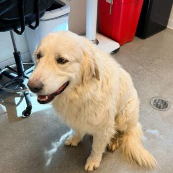 Great Pyrenees Dogs Available for Adoption - Buchanan | PetCurious