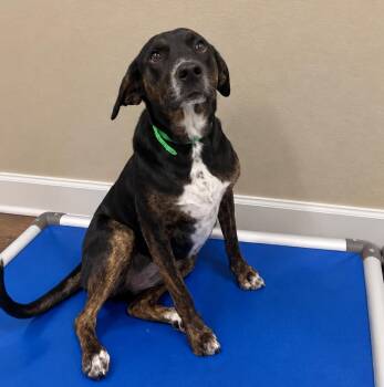 Lucy -  Black And Tan Coonhound and Labrador Retriever Dog for Adoption in Rochester, New York - Lucy | PetCurious