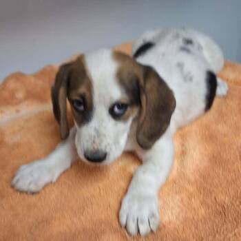 Basset Hound and Mixed Breed Dogs Available for Adoption in Manhattan, Kansas - Venus | PetCurious