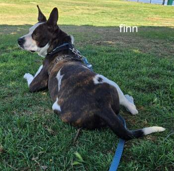 LOL-Fin -  Mixed Breed Dog for Adoption in Billings, Montana - LOL-Fin | PetCurious