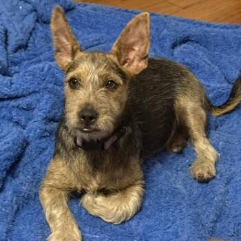 Pixie -  Terrier and Mixed Breed Dog for Adoption in Corpus Christi, Texas - Pixie | PetCurious