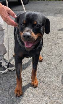 King -  Rottweiler Dog for Adoption in Deering, New Hampshire - King | PetCurious