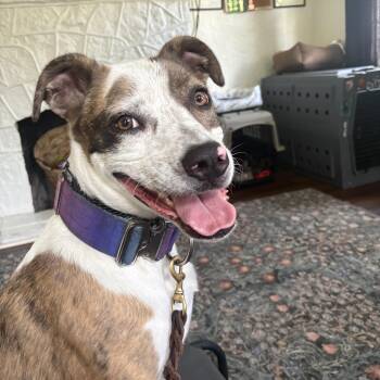 Catahoula Leopard Dog Dogs Available for Adoption in Oswego, Illinois - Gizmo | PetCurious