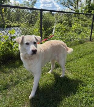 Puffy -  Labrador Retriever and Mixed Breed Dog for Adoption in Warren, Pennsylvania - Puffy | PetCurious