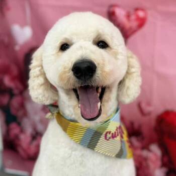 Poodle and Anatolian Shepherd Dogs Available for Adoption in Orlando, Florida - Mylo | PetCurious