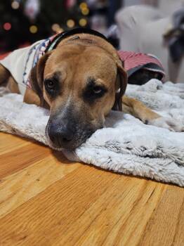 Amy -  Boxer Dog for Adoption in Brooklyn Center, Minnesota - Amy | PetCurious