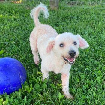 Snowball -  Poodle Dog for Adoption in Quakertown, Pennsylvania - Snowball | PetCurious