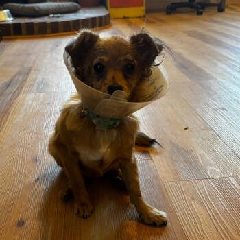 Star -  Chihuahua Dog for Adoption in Moab, Utah - Star | PetCurious