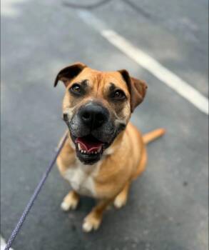 Dixie -  Black Mouth Cur Dog for Adoption in Griswold, Connecticut - Dixie | PetCurious